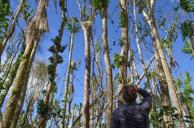 Columbia University researcher Andrew Quebbeman counts damaged trees at El Toro in Puerto Rico. [COLUMBIA UNIVERSITY EARTH INSTITUTE]