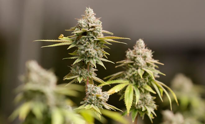 Marijuana buds ready for harvest. (AP file photo/Tony Dejak)