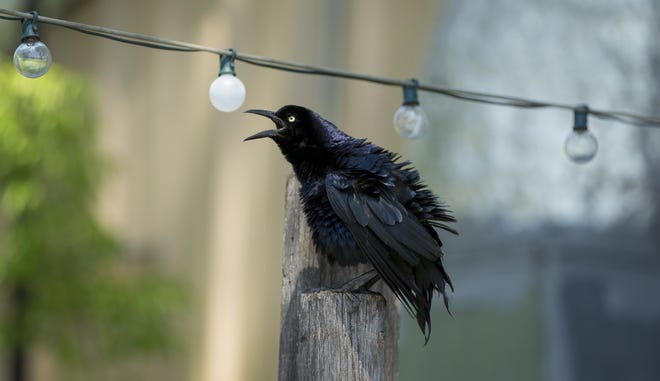 A grackle at Cherrywood Coffeehouse on Wednesday May 16, 2018. JAY JANNER / AMERICAN-STATESMAN