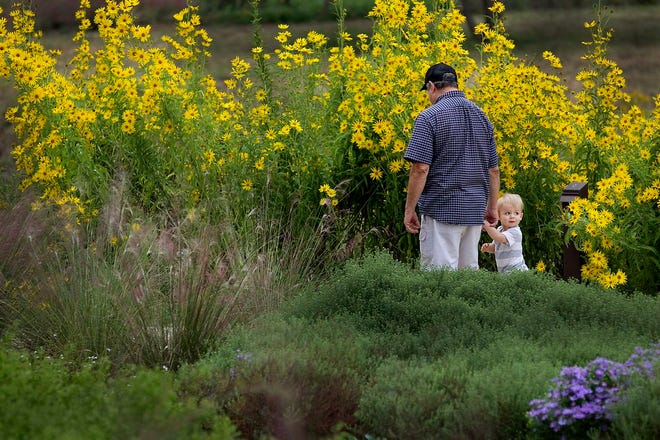Grandfather Joe Schroer walks with his grandson Oliver Talley, 18 months old, through the blooming gardens of Maximilian Sunflowers growing over eight feet tall on Oct. 12, 2014.