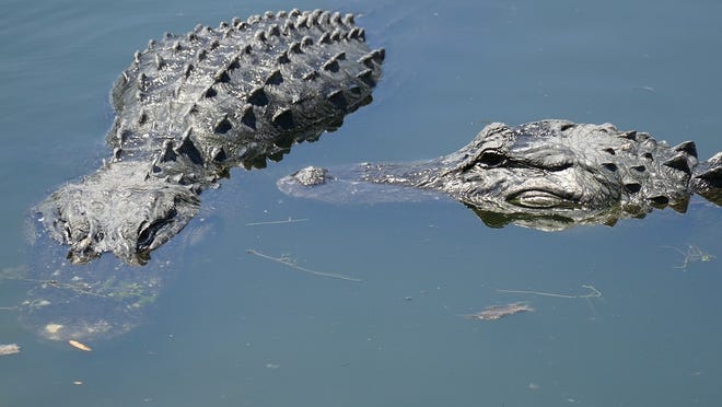 During spring, alligators become more active and visible. When temperatures rise, their metabolism increases and they begin seeking prey. The Florida Fish and Wildlife Conservation Commission (FWC) recommends taking precautions when having fun in and around the water. [GateHouse Media File]