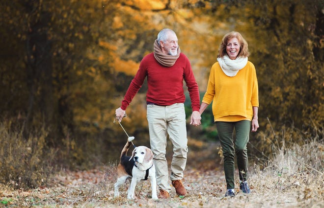 Dog walking is leading to more broken bones in older adults. [DREAMSTIME/TNS]