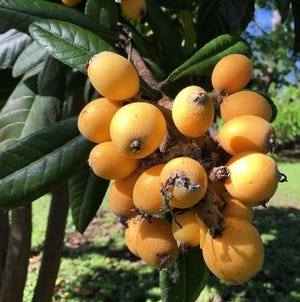 Loquats aren't well-known, but they grow in many neighborhoods around Austin, in part because they were planted as ornamental landscaping trees years ago. Texas Keeper Cider recently announced plans to make a loquat cider, and the company is crowdsourcing the fruit from people who have the trees but can't use up all the fruit. [Addie Broyes/American-Statesman]