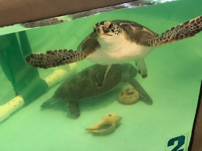 Rescued sea turtles being cared for at the Sea Turtle Assistance and Rehabilitation (STAR) Center at the N.C. Aquarium on Roanoke Island in June 2018.