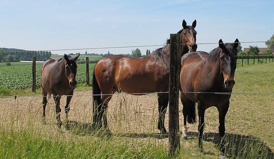 If possible, exposed horses should be isolated from other horses for at least three weeks after a known exposure.