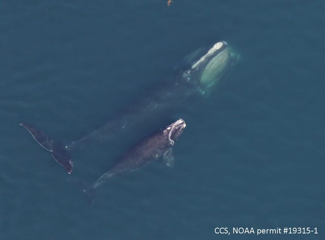 Right whale #1204 with her 2019 calf in Cape Cod Bay on April 7.