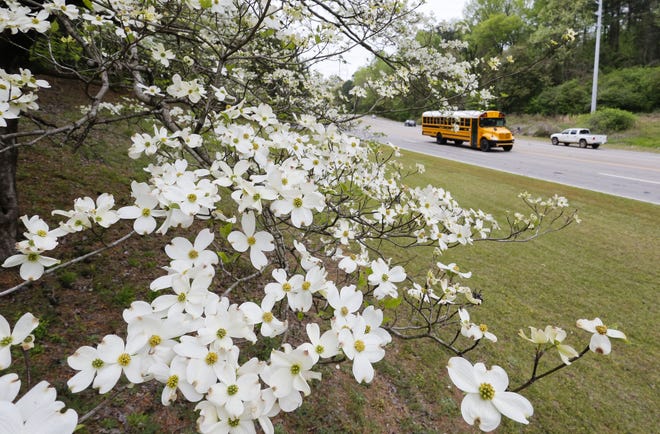 A flowering dogwood tree in front of the Westervelt Co. on Jack Warner Parkway frames traffic Thursday, April 4, 2019. The weather will be mostly sunny Wednesday and Thursday in the Tuscaloosa area, with high temperatures in the low 80s and lows in the low 60s. Rain chances creep into the forecast on Thursday night, with showers also possible Friday. [Staff Photo/Gary Cosby Jr.]