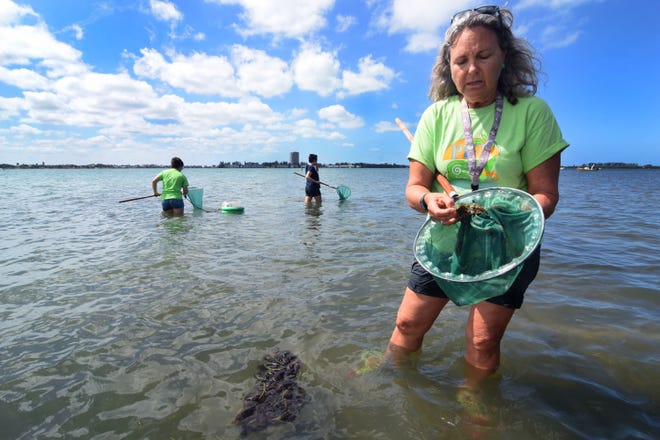 Volunteer Lisa Bohn checks her net after dip netting for baylife specimens during the fourth annual Sarasota County Seagrass Survey in 2018. [Herald-Tribune file photo / Carla Varisco]