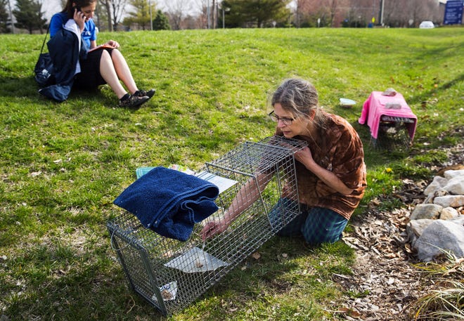 Teri Kidd baits a trap with bits of mackerel fish to catch feral cats on the campus of the University of Illinois Springfield Friday, April 13, 2018. Kidd and other volunteers set more than 40 traps and will take any feral cats they catch to the Animal Protective League to undergoing castration or an ovariohysterectomy before being returned to the location where they were caught. [Ted Schurter/The State Journal-Register]