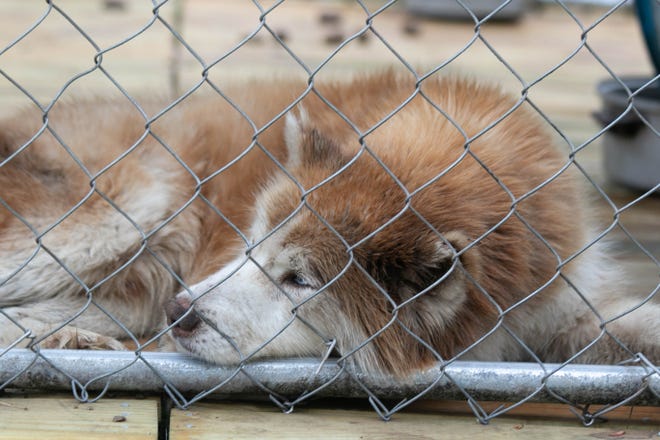 NC law requires dogs, cats and ferrets to be vaccinated against rabies. Pamlico Countywide has set a rabies clinic for April 27. The dog pictured is one Pictured is one of many ny unvaccinated dogs recently removed from a western Craven County home. Pamlico Animal Rescue assisted. [Bill Hand / Sun Journal Staff]