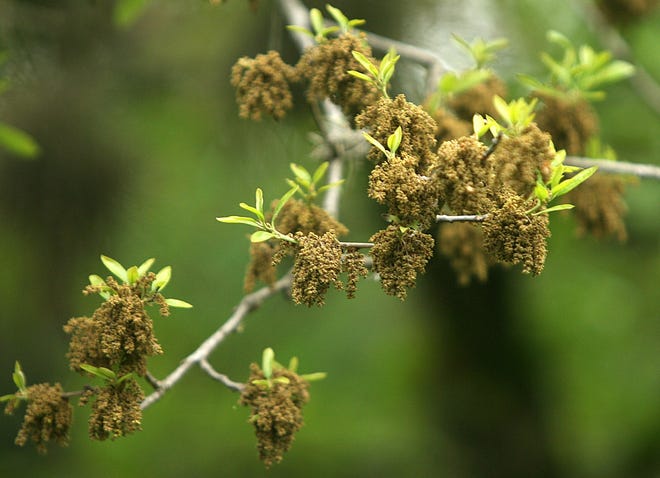 Blown by the wind and creating a green tint on everything it lands on, oak pollen is a scourge to the allergy-afflicted in Austin. [Alberto Martinez/American-Statesman file]