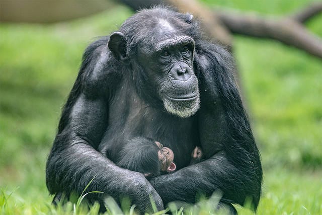 BABY NEEDS A NAME — Gerre cuddles her infant at the North Carolina Zoo Friday as a naming contest for the chimp gets under way. (Scott Pelkey / Special to The Courier-Tribune)