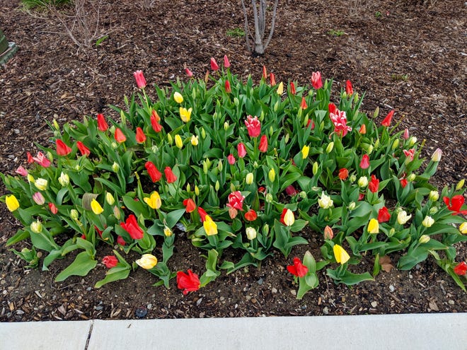 According to Tulip Time Executive Director Gwen Auwerda, tulips in Holland are still on-track for festival blooming. Pictured are some early bloomers at the West Coast Chamber of Commerce. [Cassandra Bondie/Sentinel Staff]