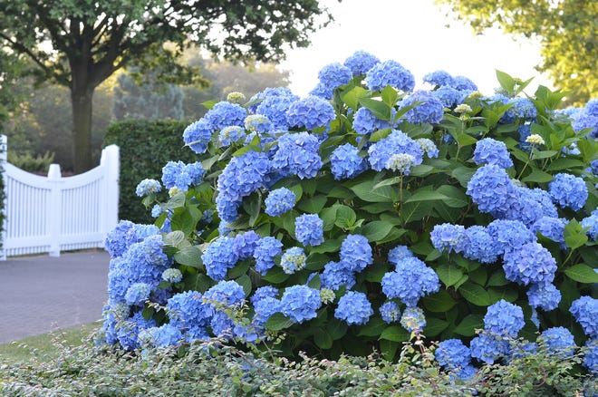One big, beautiful Endless Summer hydrangea can take your breath away. This reblooming variety was introduced in 2004; millions have been sold. Grow it as a specimen shrub or in mixed beds with perennial flowers. Morning sun and afternoon shade are best.

Photo supplied by Bailey Nurseries Inc.
