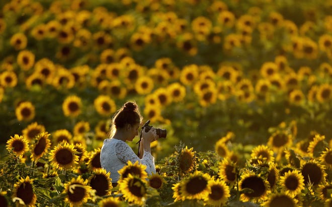 A woman takes photos of a sunflower field at Grinter Farms near Lawrence, Kan. The latest Census of Agriculture shows the number of U.S. farms and ranches has fallen but the remaining operations are larger and are responsible for a higher percentage of agricultural sales. The U.S. Department of Agriculture released the 2017 Census of Agriculture on Thursday. [AP Photo/Charlie Riedel, File]