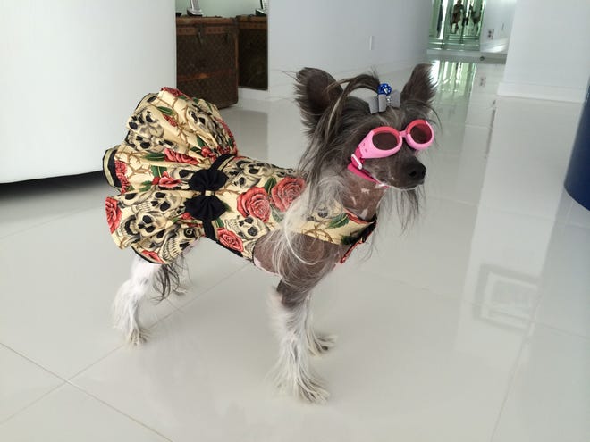 Deborah Hutchison's Chinese crested G.G. (which stands for Gutsy Gal) is an obedient one, since she won a Worth Avenue Pet Parade in that category. [Courtesy of Deborah Hutchison]