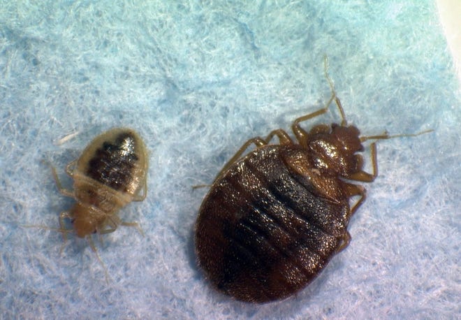A Texas woman said she suffered from bedbug bites after staying at a Days Inn. [VIRGINIA TECH DEPARTMENT OF ENTOMOLOGY]