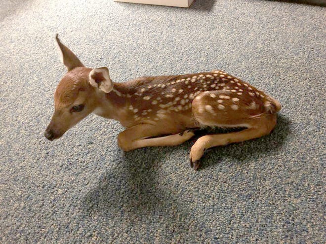 An Alachua County Fire Rescue employee rescued a fawn after its mother was struck and killed by a car. [ACFR via Facebook]