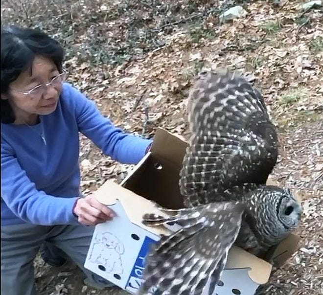 Shalin Liu helps release a barred owl at Summer Star Wildlife Sanctuary, in Boylston. The owl was injured in Holden and treated at Tufts Wildlife Clinic. [Photo for The Item/Caitlin Yoo]