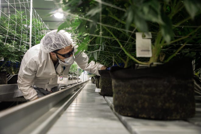 Brian Kirkland, an assistant cultivator, tends to plants in a flowering room at Bedford Grow on March 29. [Zbigniew Bzdak/Chicago Tribune/TNS]
