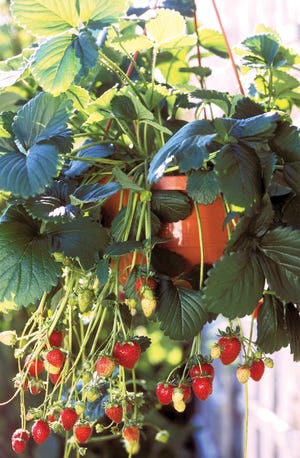 A hanging basket makes an ideal home for strawberries. [Container Vegetable Gardening: Growing Crops in Pots in Every Space/CompanionHouse Books]