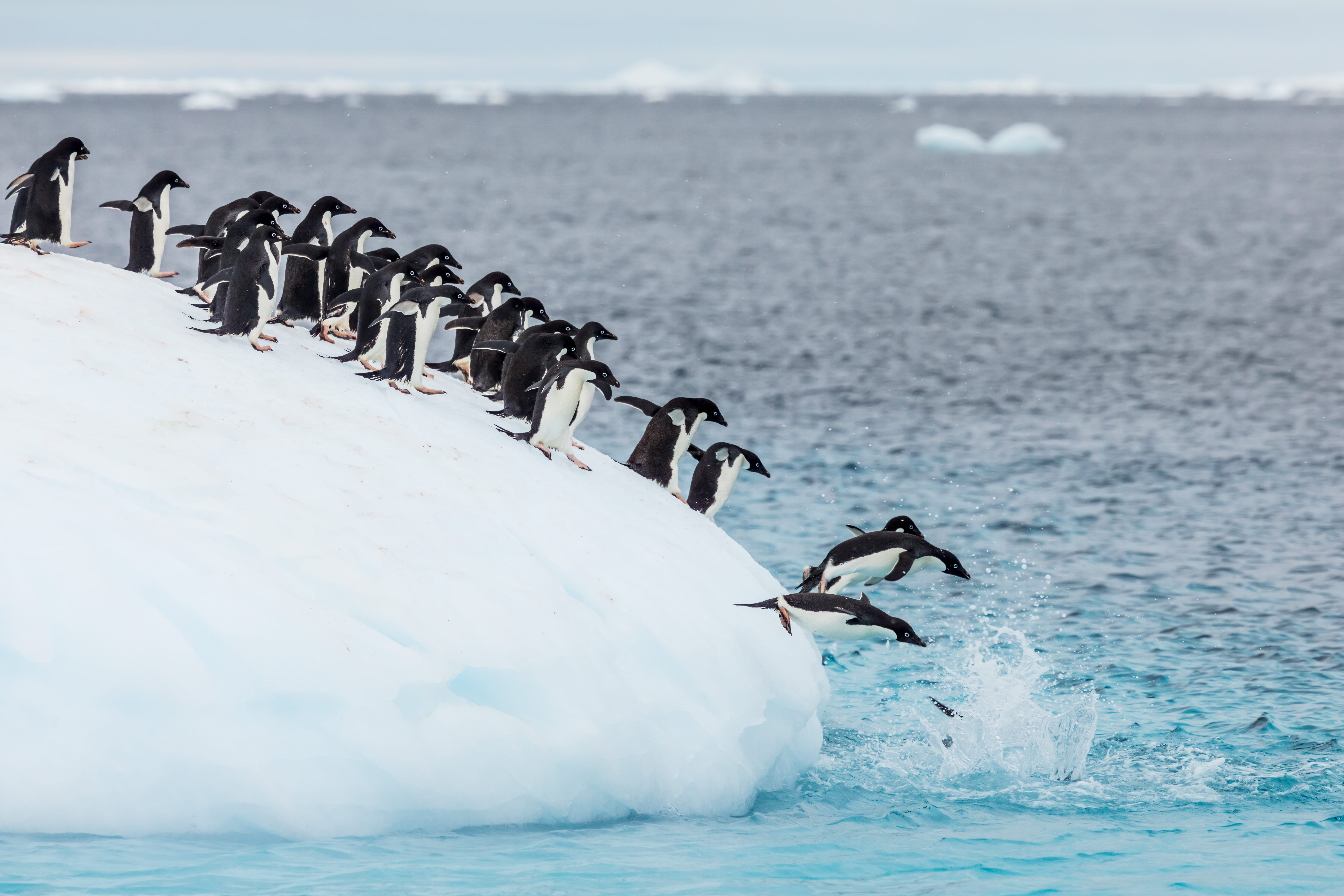 Movie review: With 'Penguins,' Disneynature proves that the bird is the word