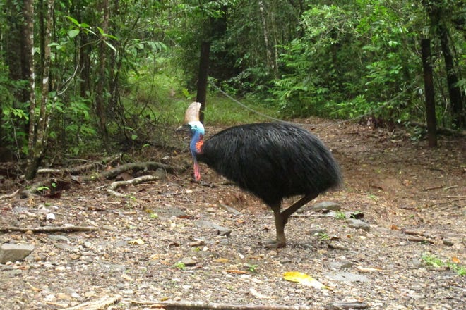 In this 2015 file photo, an endangered cassowary roams in the Daintree National Forest in Australia. Friday a cassowary killed its owner when it attacked him after he fell on his property near Gainesville. [Wilson Ring/Associated Press]