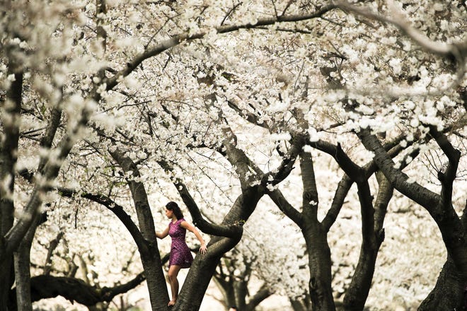 A woman climbs on the bough of a tree blooming with flowers on a spring afternoon along Kelly Drive in Philadelphia, Monday, April 8, 2019. (AP Photo/Matt Rourke)