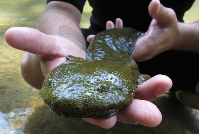 The eastern hellbender is Pennsylvania's state amphibian and the largest salamander in North America.