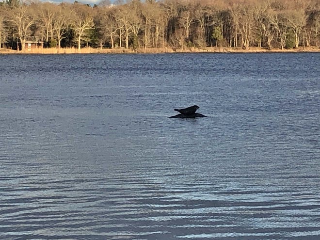 On Monday evening, a Dighton resident took this photograph in town from the shore at Shaw's Boat Yard showing an eastern North Atlantic harbor seal basking in the Taunton River, near Grassy Island. (Courtesy photo)