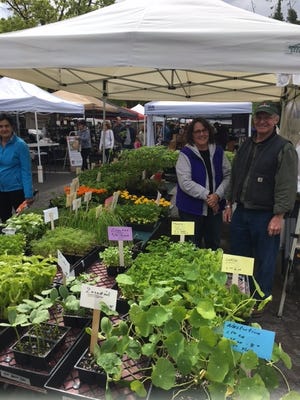Doylestown Farmers Market will kick off the 2019 season Saturday with free samples, live music and springtime garden plants and vegetables. [CONTRIBUTED]