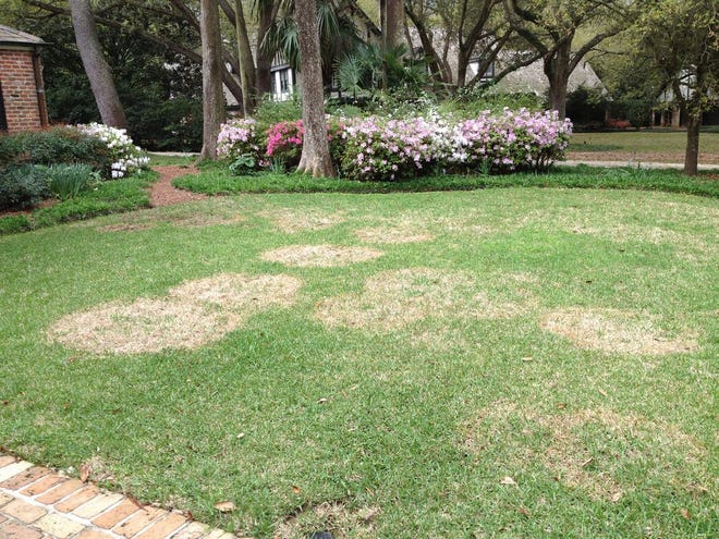 Large Patch covering a large area of a lawn.