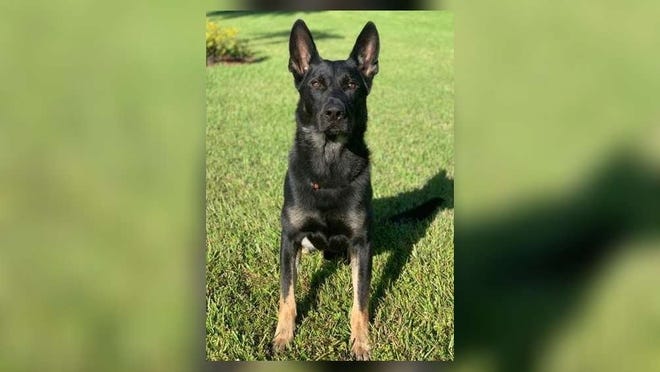 Palm Beach County Sheriff's Office K-9 deputy Cigo was killed in a shooting at the Mall at Wellington Green on Dec. 24, 2018. [PROVIDED]