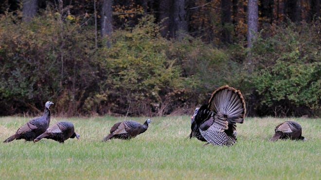 Wild turkeys can be aggressive during their mating season --- which is now -- and state wildlife officials are offering tips for dealing with them. [MASS.GOV]
