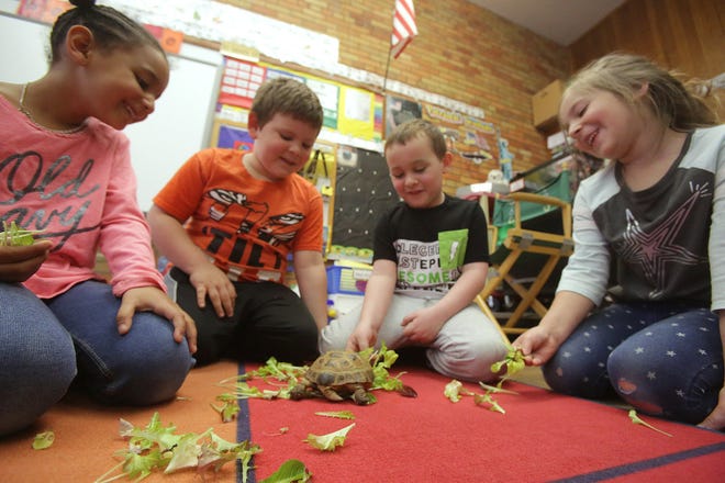 Whittier Elementary kindergarteners (from left) Addisyn Taylor, Jaxson Rudy, Preston Mohler and Piper Hartman feed romaine lettuce to the classroom tortoise, Brutus, harvested from their classroom hydroponic garden. The students are also growing chard, kale, basil and radishes. 

(IndeOnline.com / Kevin Whitlock)