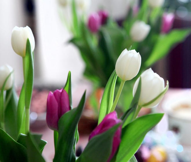Tulips are a popular flower around Easter. [Jennifer Podis/Daily News file photo]