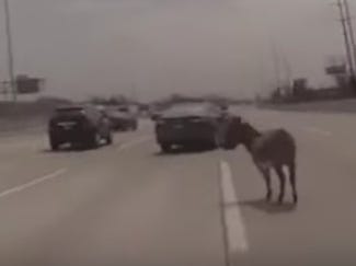 Video from a police body camera shows a donkey meandering along Interstate 90 near Chicago on Wednesday. [AP]