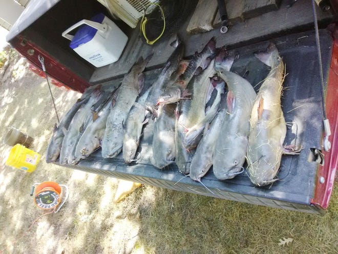 Hauls of big channel catfish like this are commonplace at Perry Reservoir in Jefferson County, where anglers have long chummed a spot known as the Hog Trough using fermented soybeans. However, far fewer boats can be seen nowadays than during its heyday in the 1990s and early 2000s. [Submitted]