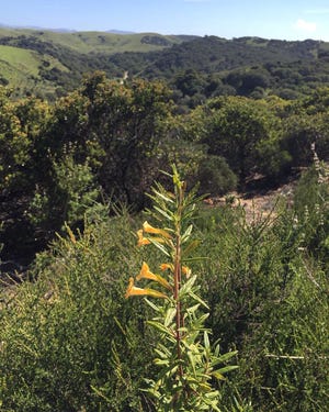 Wildflowers bloom in the Fort Ord backcountry dwarfed by stunning scenery. [COURTESY OF TIM VIALL]