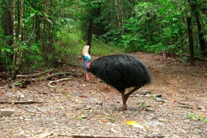This cassowary, roaming in the Daintree National Forest, Australia, in 2015, is similar to the bird that killed its owner after he fell on his property near Alachua, Fla. Cassowaries are similar to emus and stand up to 6 feet tall and weigh up to 130 pounds, but have a knife-like spur on their feet. (AP Photo/Wilson Ring, File)