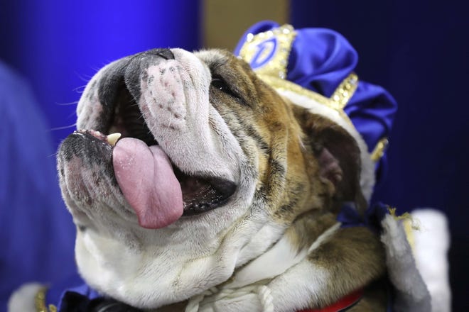Beau, owned by T.J. and Angela McKenzie, of Urbandale, pants on his throne after being crowned the winner of the 40th annual Drake Relays Beautiful Bulldog Contest Monday in Des Moines. The pageant kicks off the Drake Relays festivities at Drake University, where a bulldog is the mascot. [Charlie Neibergall/The Associated Press]
