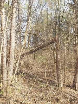 Timber member The harsh winter wreaked havoc on the trees at Johnson-Sauk Trail State Recreation Area. Workers have already begun the clean up and the park is scheduled to officially open on May 1.