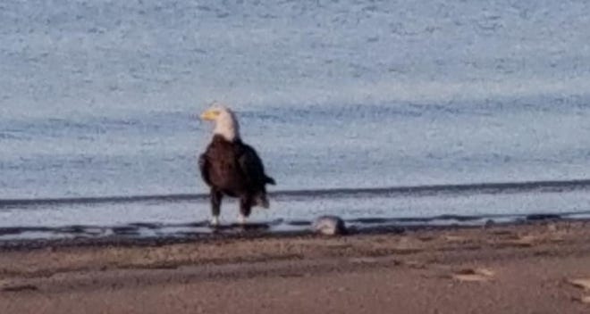 Greg Calvert snapped this photo of a bald eagle catching breakfast on Beach Drive this morning. [CONTRIBUTED PHOTO]