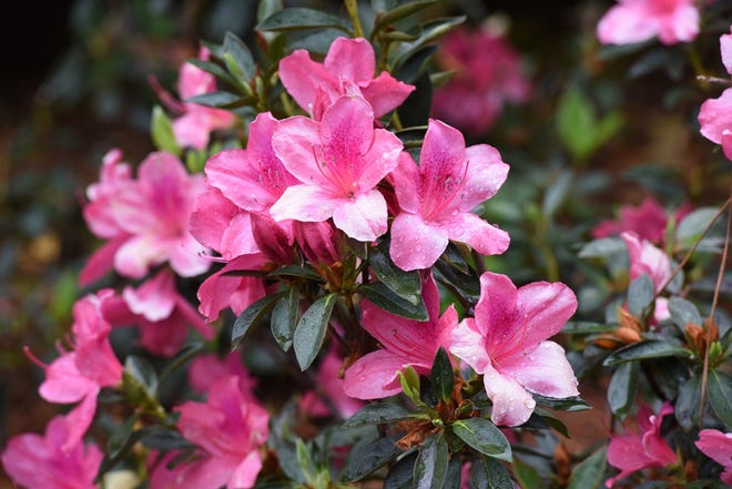 Pruning azaleas soon after they bloom will give them more time to put out new and healthy growth before the heat arrives. [File/The Augusta Chronicle]