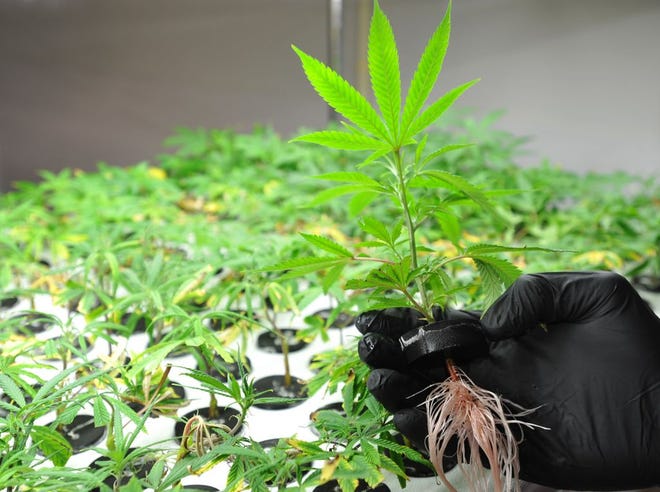 The leaves of a marijuana plant are shown in this file photo at a Plymouth dispensary.