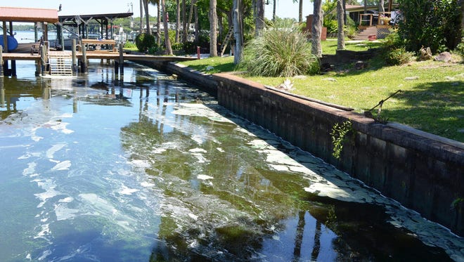 Algae covering the St. Johns River in Putnam County has been reported through much of April. [Sam Carr/Contributed via St. Augustine Record]