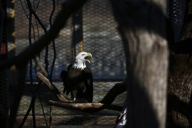 An eagle sits in its enclosure at the Hutchinson Zoo. [File/HutchNews]