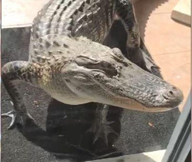 A Palm Coast woman encountered this 7 to 8 foot alligator trying to peer into her home near a golf course Thursday evening and banging on her window. [Photo from video used by permission]