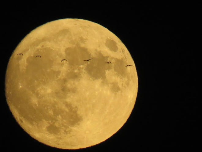 Clyde Diedrich sent this wonderful picture he took recently of geese flying in front of the Full Moon. He took them from a bridge over the Erie Canal between Mohawk and Herkimer, New York. Looking Up welcomes your reports and photos! [Contributed]