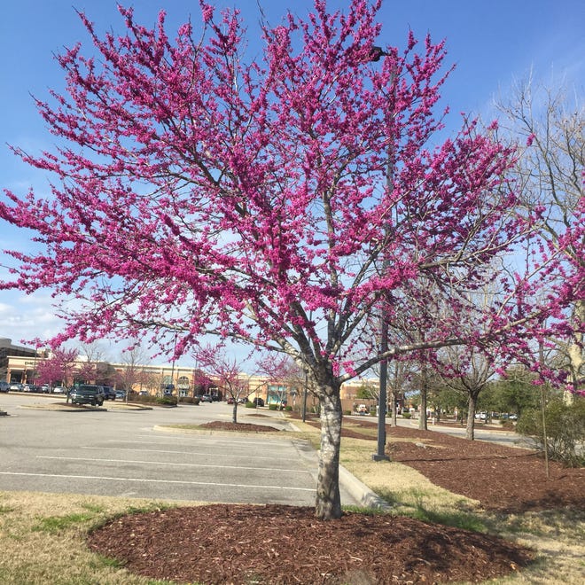 The native Redbud tree is a beautiful and appropriately sized tree for a parking lot island. [CONTRIBUTED ARTICLE]
